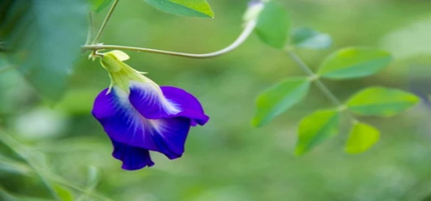 Manfaat Bunga Telang Untuk Kecantikan Kulit Dan Rambut